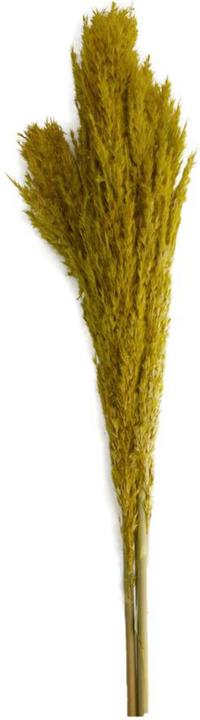 Image du produit Dijk Wild reed plume Vinz (Fleurs séchées)