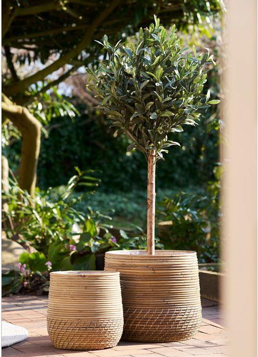 Actual product image House Nordic Olive (126 cm)