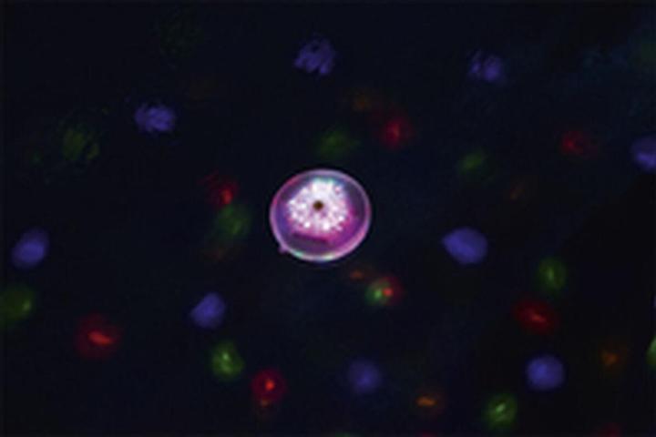 Produktbild Bestway Flowclear LED Floating Pool Light