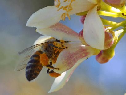 Actual product image Sonnentor Manuka Honey (250 g)