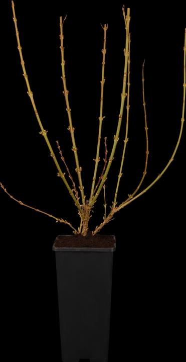 Forsythie Week End (100 cm)