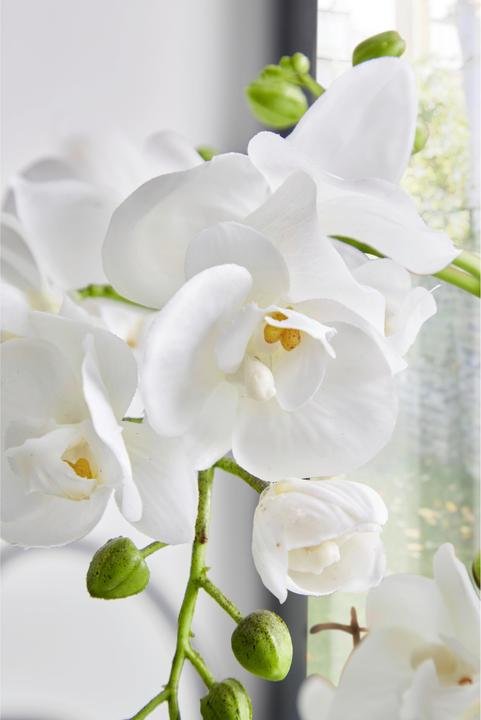 Actual product image James Wood Orchid (47 cm)