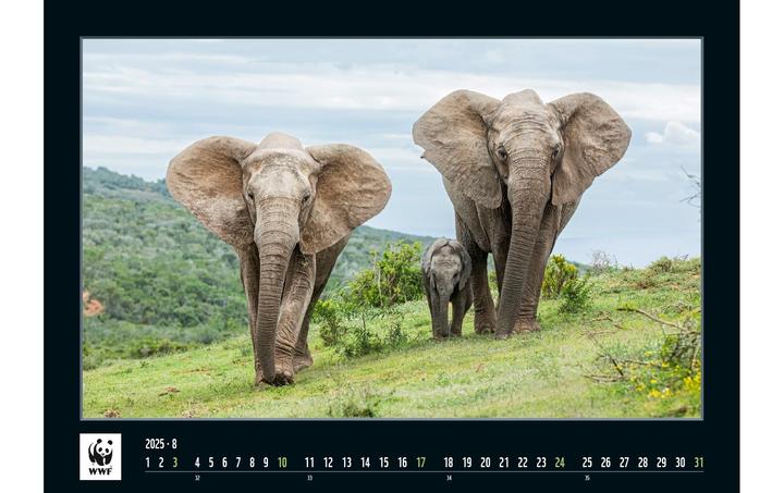 Produktbild WWF Wildlife 2025