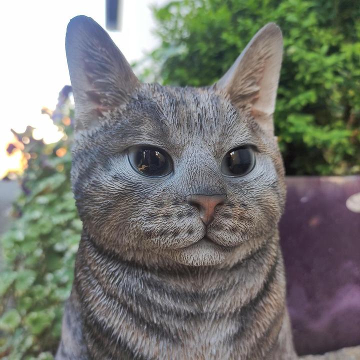 Actual product image Cat Tabby