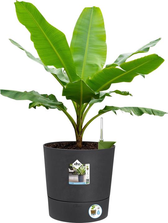 Image du produit Elho Bol à fleurs (35 cm)