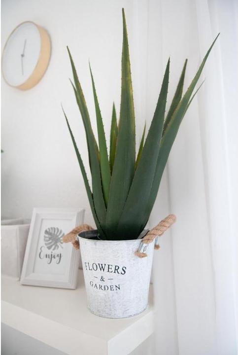 Actual product image Europalms Aloe-Vera (60 cm)