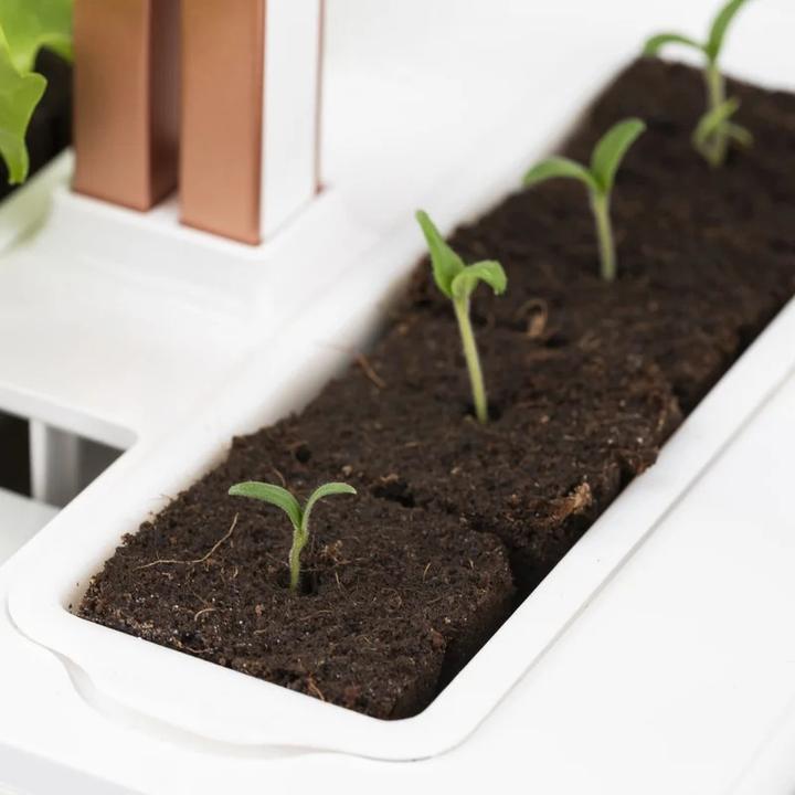 Immagine prodotto Véritable Seedling Kit