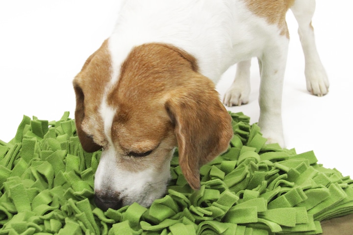 Immagine prodotto Knauder's Best Snooping prato (Giocattolo di attività per cani)