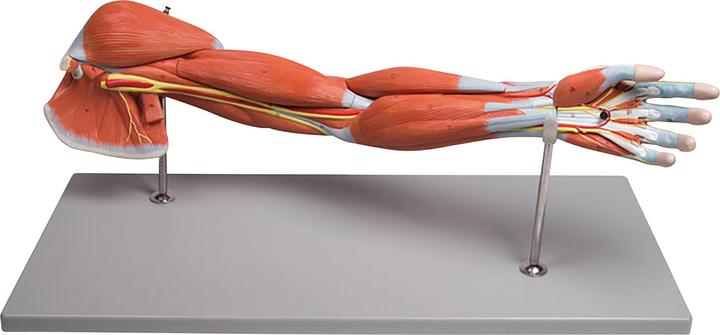 Actual product image Erler Zimmer Erler-Zimmer arm muscles, 7 pieces