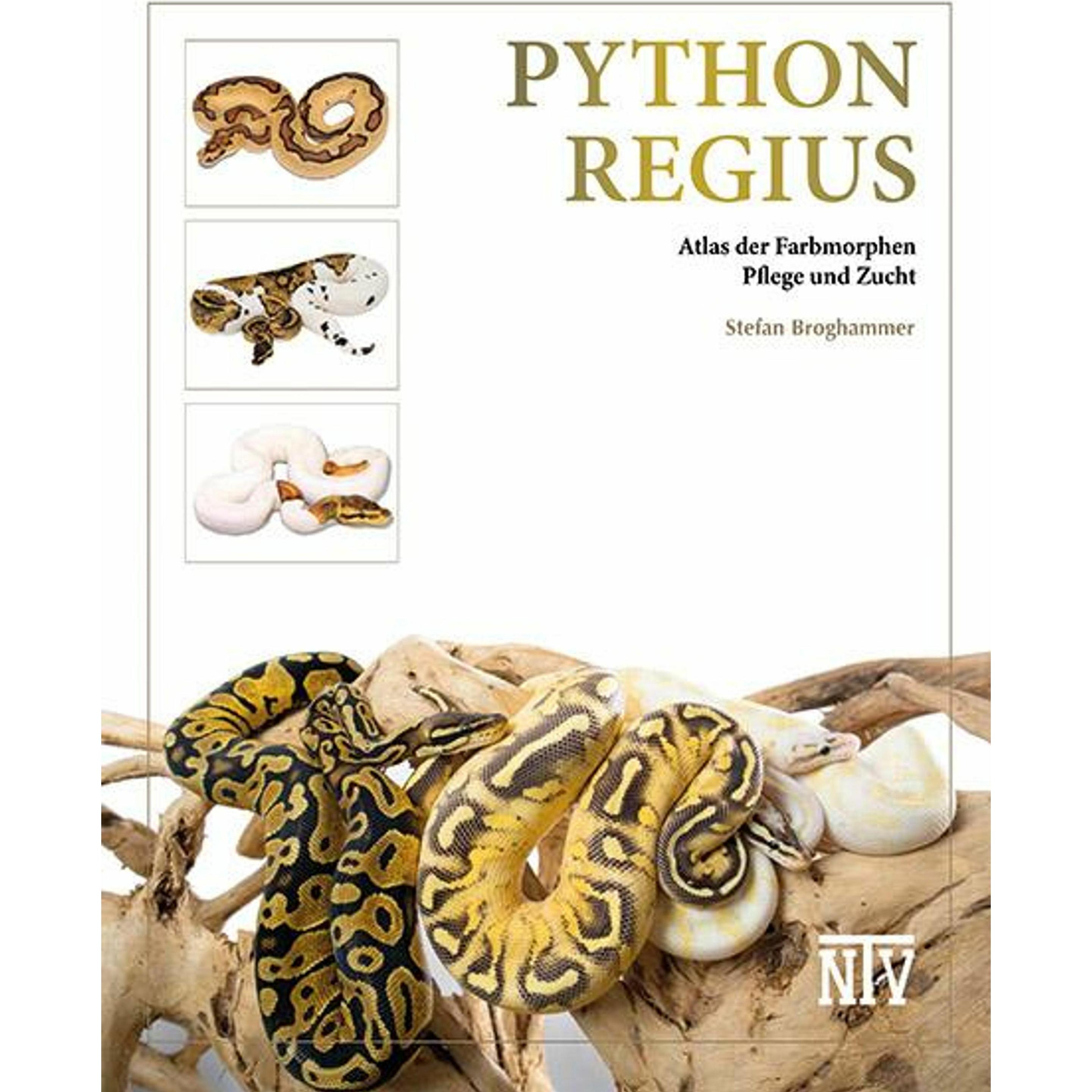 Natur und Tier Python regius - kaufen bei Galaxus