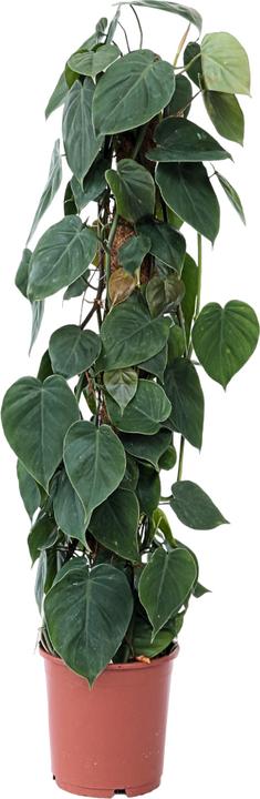 Plant in a Box Philodendron scandens - Baumfreund (150 cm)