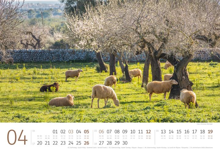Produktbild Schafe Kalender 2026 (45 x 33 cm)