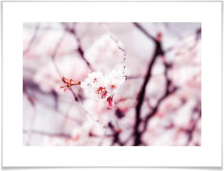 Produktbild Trenddeko Kirschblüte 02 (80 x 60 cm)