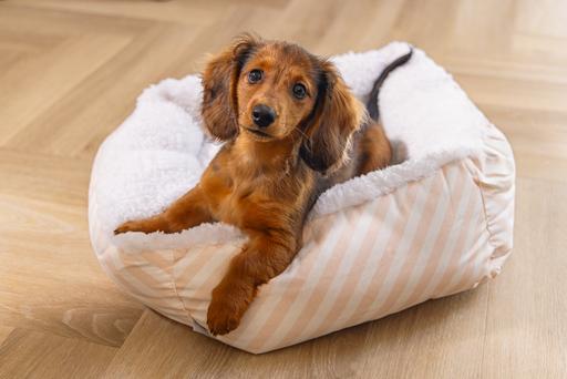 Produktbild Beeztees Nappy (Hund)