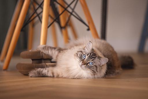 Actual product image Beeztees Hide (10 cm, Rose)