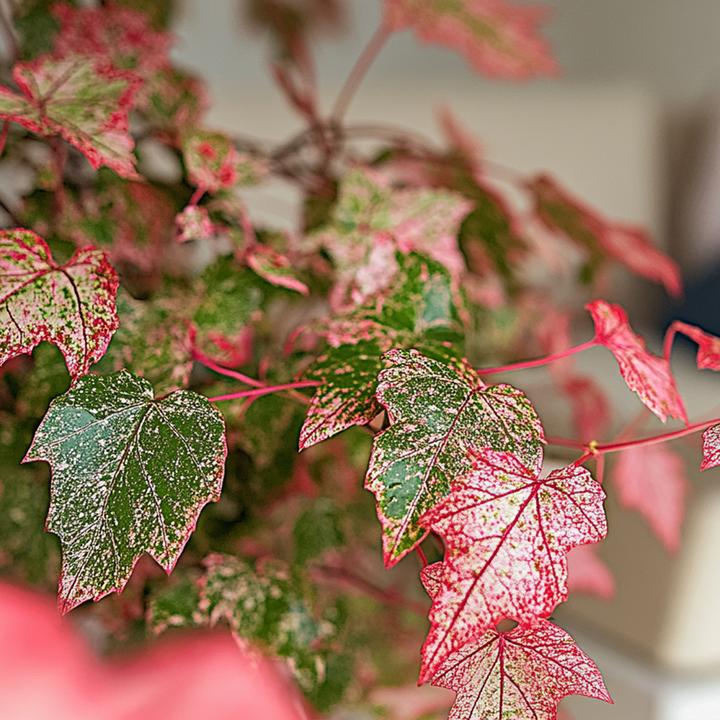 Produktbild Plant in a Box Acer conspicuum 'Red Flamingo' - Japanischer Ahorn (50 cm)