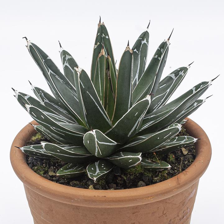 Image du produit Kakteen Gautschi Agave victoria reginae (25 cm)