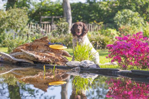 Immagine prodotto Beeztees Stella marina (Intelligenza cane toy)