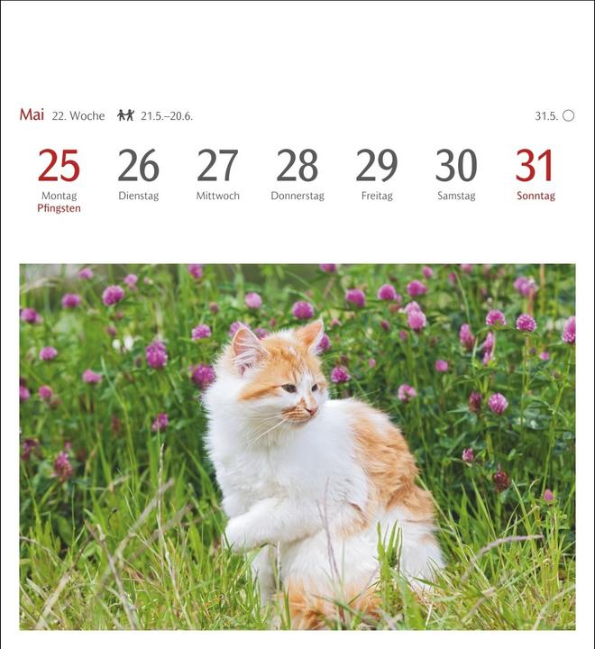 Actual product image Harenberg Katzen Postkartenkalender 2026 - Wochenkalender mit 53 Postkarten (Hardcover, German)