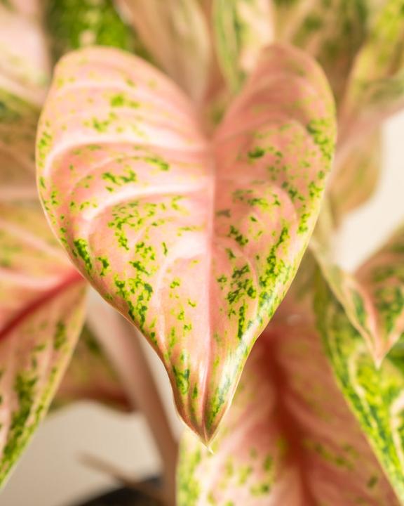 Actual product image feey Aglaonema Cocomelon (35 cm, Freshly repotted)