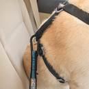 Immagine prodotto Kurgo Cintura di sicurezza Tether per cani (Cane)