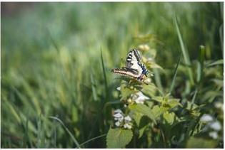 Produktbild Samyang AF 45mm F1.8 FE (Sony E, Vollformat, APS-C / DX)