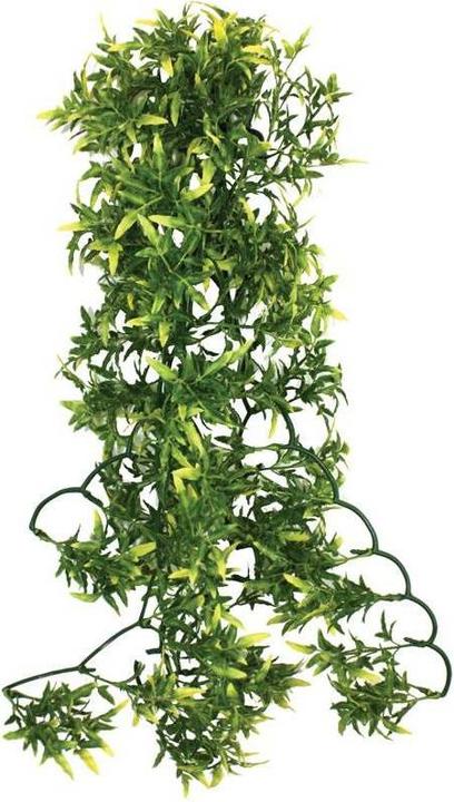 Komodo Croton Plant