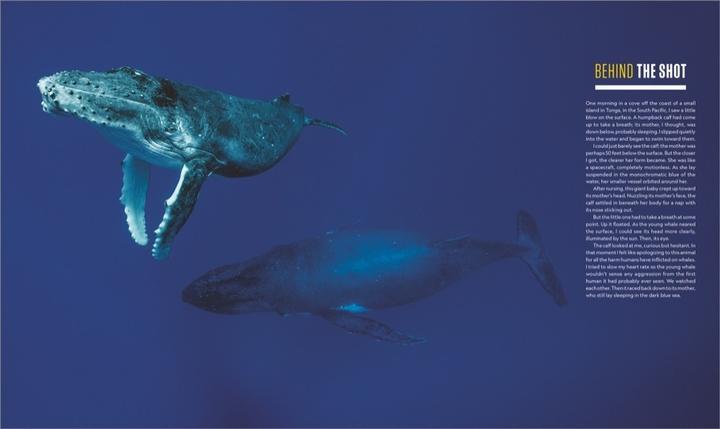Produktbild National Geographic Das geheime Leben der Wale (Deutsch, Brian Skerry, 2022)