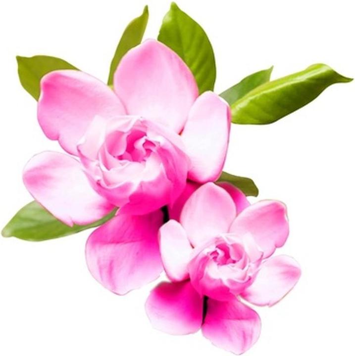 Image du produit Farouk Systems Chi colorcare - shampooing color lock 739ml (25 ml, Shampoing liquide)