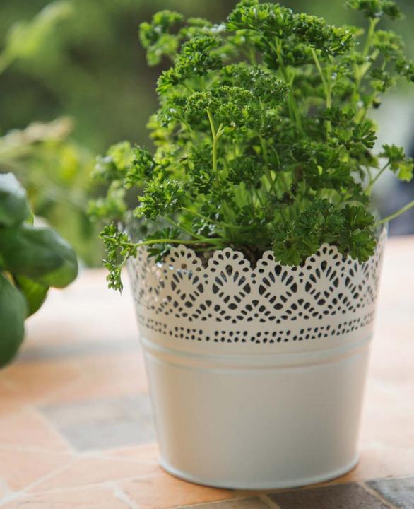 Image du produit Esmée Pot de fleurs, cache-pot avec pointes, tôle (14 cm)