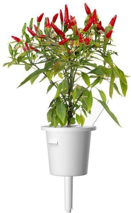 Actual product image Click and Grow Piri piri chilli (Vegetable seeds)