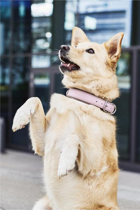 Image du produit Laboni Collier Nappa Amici M (M, Chien, Général)