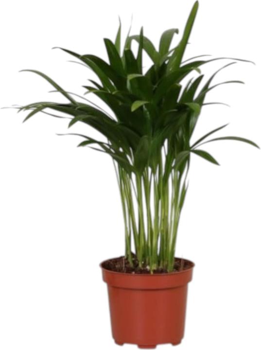 Actual product image Plant in a Box Dypsis lutescens - golden fruit palm (30 cm, Freshly repotted)
