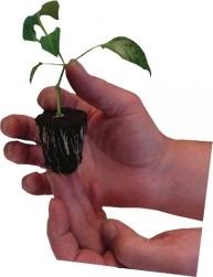 Image du produit Root!t ROOTiT Rooting Gel 150ml