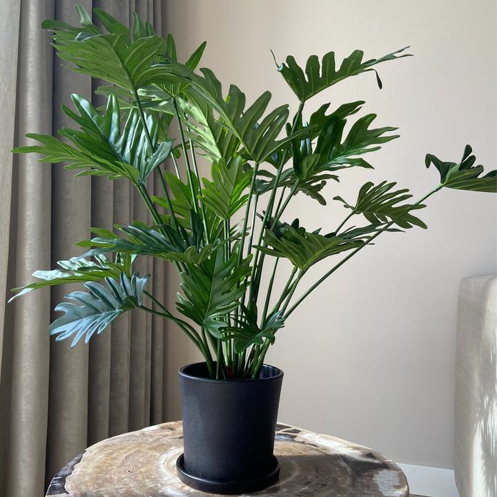 Immagine prodotto Plant in a Box Philodendron - (65 cm)