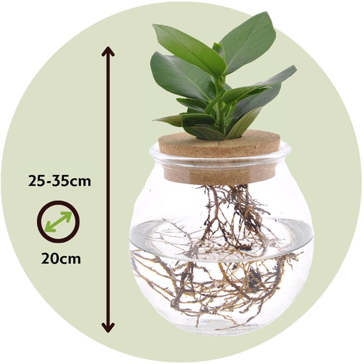 Actual product image Plant in a Box Clusia rosea Princess - In glass (35 cm)