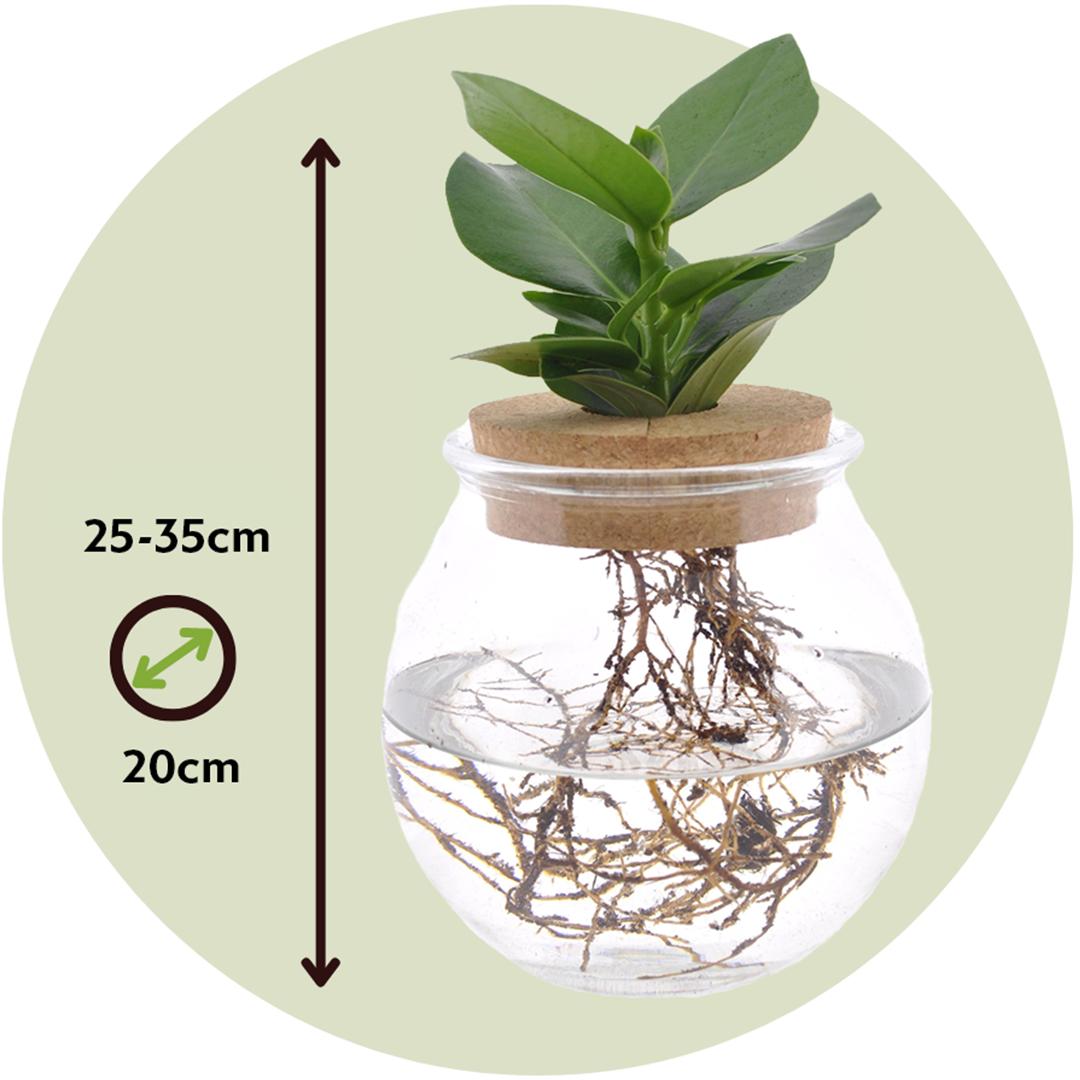 Thumbnail - Plant in a Box, Pflanzen, Clusia rosea Princess (35 cm)