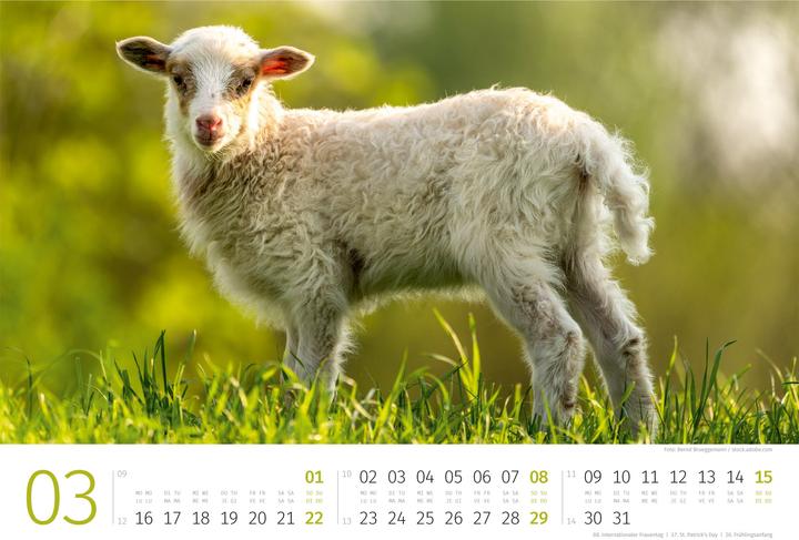 Produktbild Schafe Kalender 2026 (45 x 33 cm)