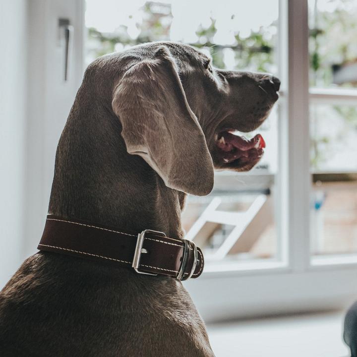 Image du produit Hunter Collier Aalborg Special (Chien, Général)