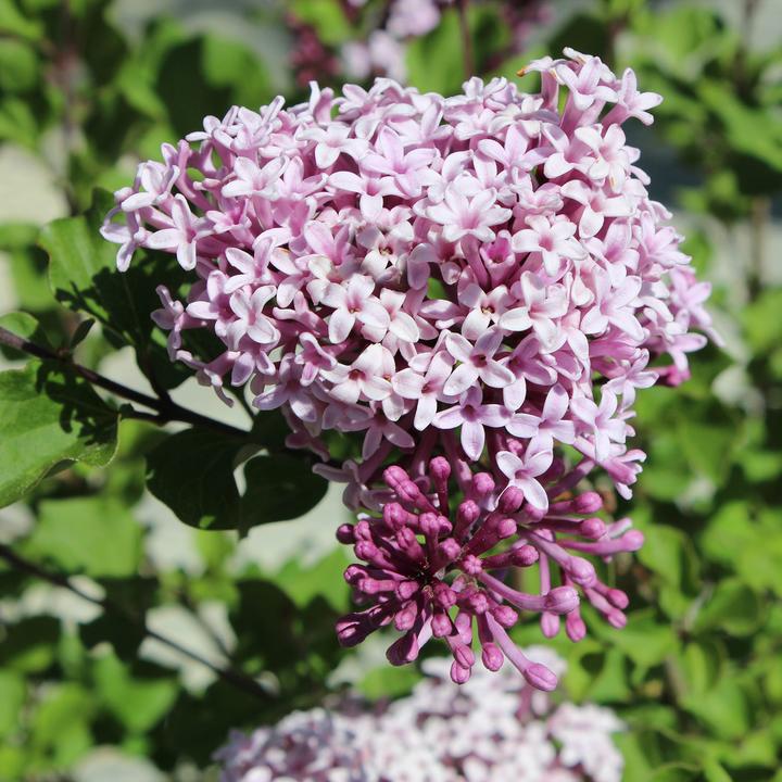 Immagine prodotto Zulauf Zwerg-Flieder / Syringa meyeri 'Palibin' (50 cm)