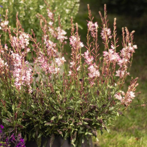 Actual product image Säntispracht The Magnificent Candle, a summer perennial - Gaura lindheimeri 'Rosyjane' (50 cm)