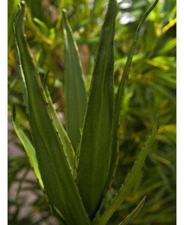 Immagine prodotto Europalms Aloe (66 cm)