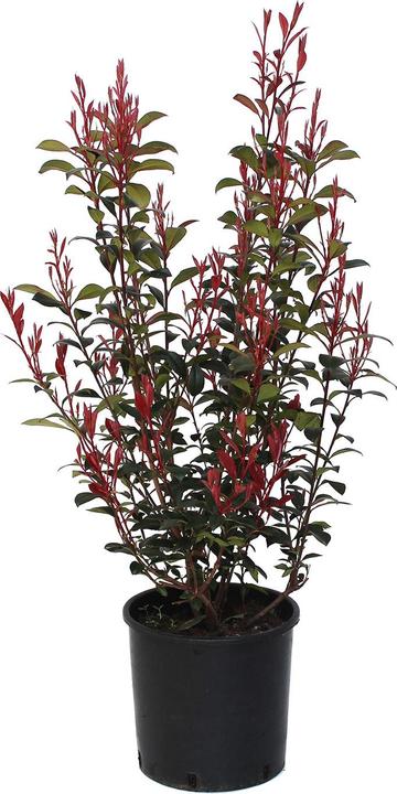 Zulauf Glanzmispel / Photinia f. 'Robusta Compacta'