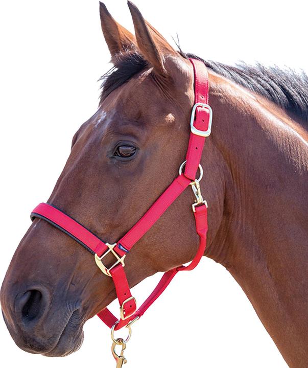 Immagine prodotto Shires UTER239 P