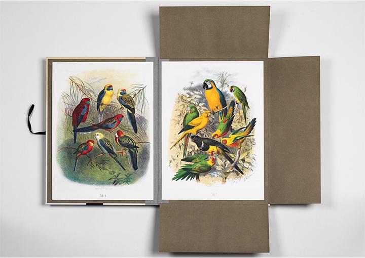 Produktbild Tropical Bird Prints (45 x 32 cm)