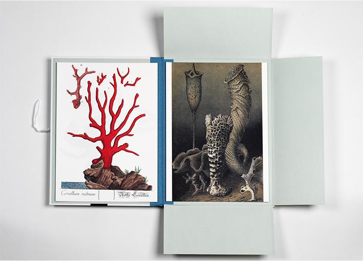 Produktbild Marine Prints (45 x 32 cm)