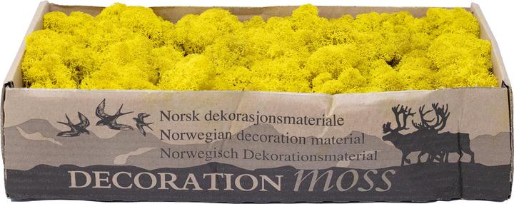 Actual product image Flowerbox Iceland moss