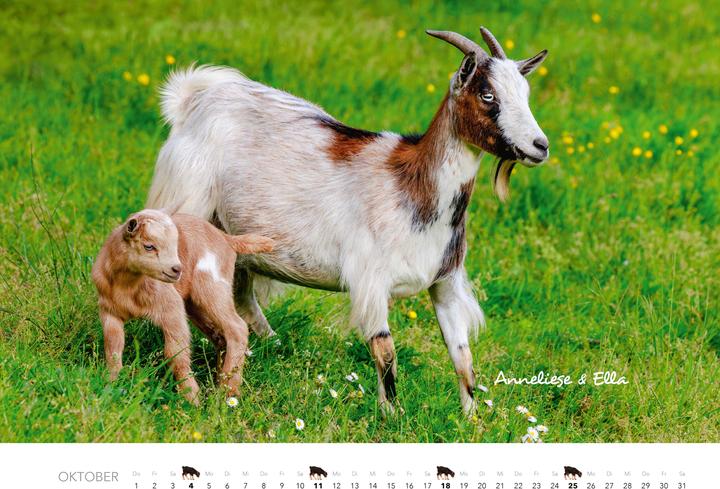 Produktbild Kalender Zwergziegen 2026 (Spezial)