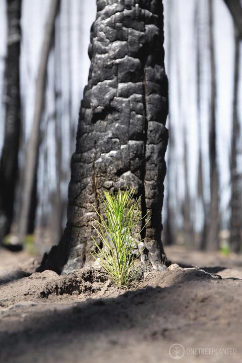 Produktbild Schweizer Taschengrill Holzkohle