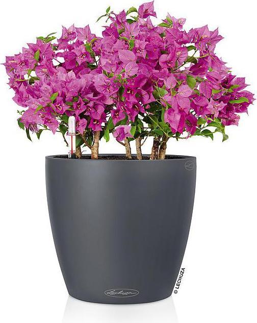 Actual product image Lechuza Classico Color (34.50 cm)